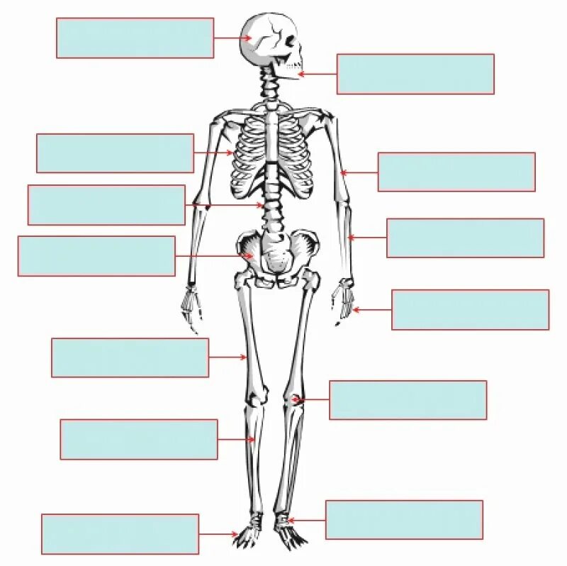 Скелет. Скелет человека. Части скелета человека. Подписать части скелета человека.
