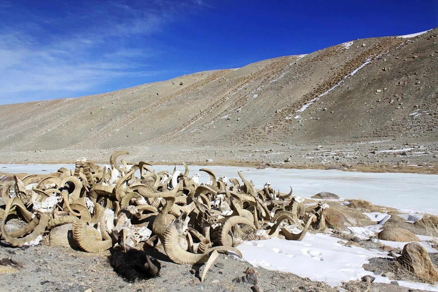 Таджикистан Архар Памир. Памирский горный баран. Животные Памира. Охота на памире.