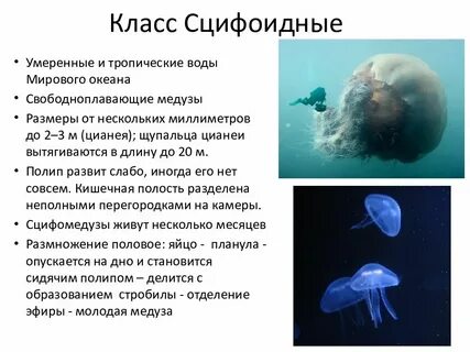 Жизнь медузы сколько