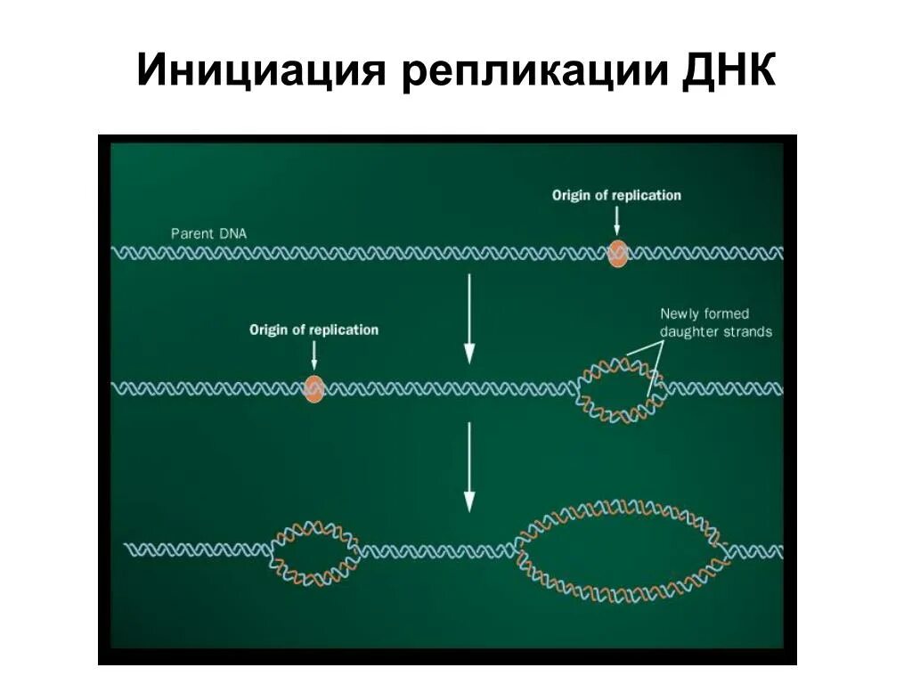 Этапы биосинтеза днк. Этапы репликации днк инициация. схема инициации репликации. инициация репликации днк схема. инициация репликации днк кратко.