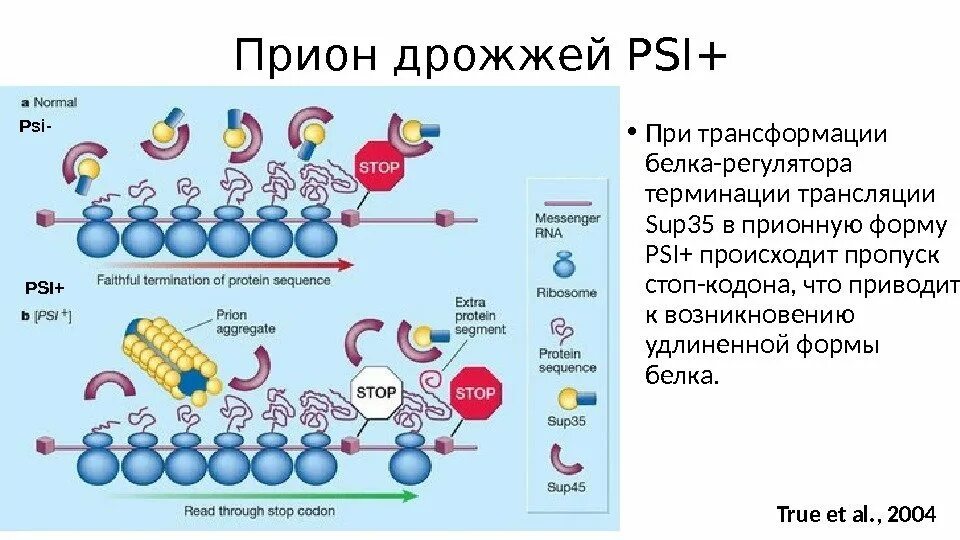 Белки прионы. Белки прионы прионные заболевания. Прионы дрожжей. Прионы схема. Преобразование белка