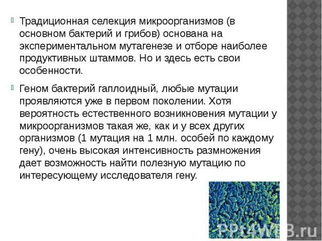 В селекции микроорганизмов используется индуцированный мутагенез. Традиционная селекция микроорганизмов. селекция грибов и микроорганизмов. особенности селекции микроорганизмов. селекция микроорганизмов презентация.