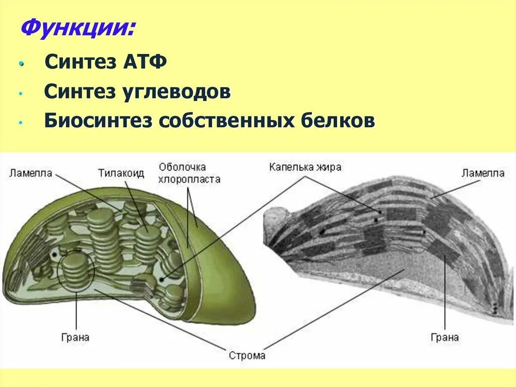 Хлоропласт двумембранный. Строение хлоропласта Строма. Строение хлоропласта Ламелла. Строение хлоропласта растительной клетки. Строение тилакоиды хлоропластов.