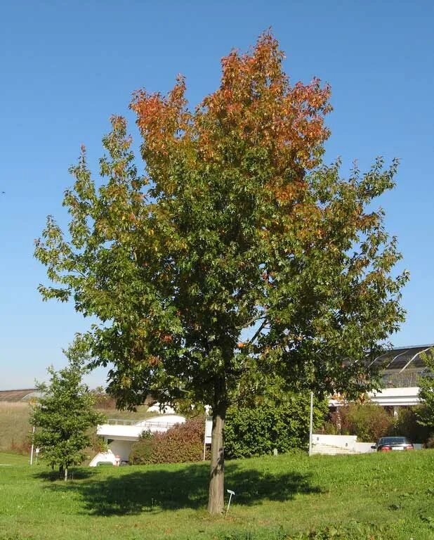 Красно черешчатый дуб. Дуб красный Quercus rubra. Дуб красный, Северный Quercus rubra. Дуб красный (Quercus rubra c3 60-100). Дуб краснолистный.