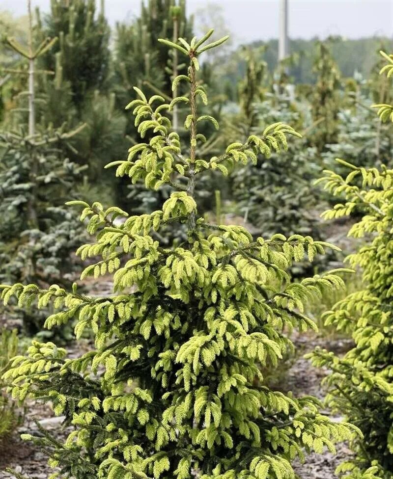 Ель восточная "Summergold" (Picea orientalis) С5: продажа, цена в Минске. Саженц