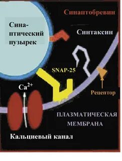 Биохимия 3