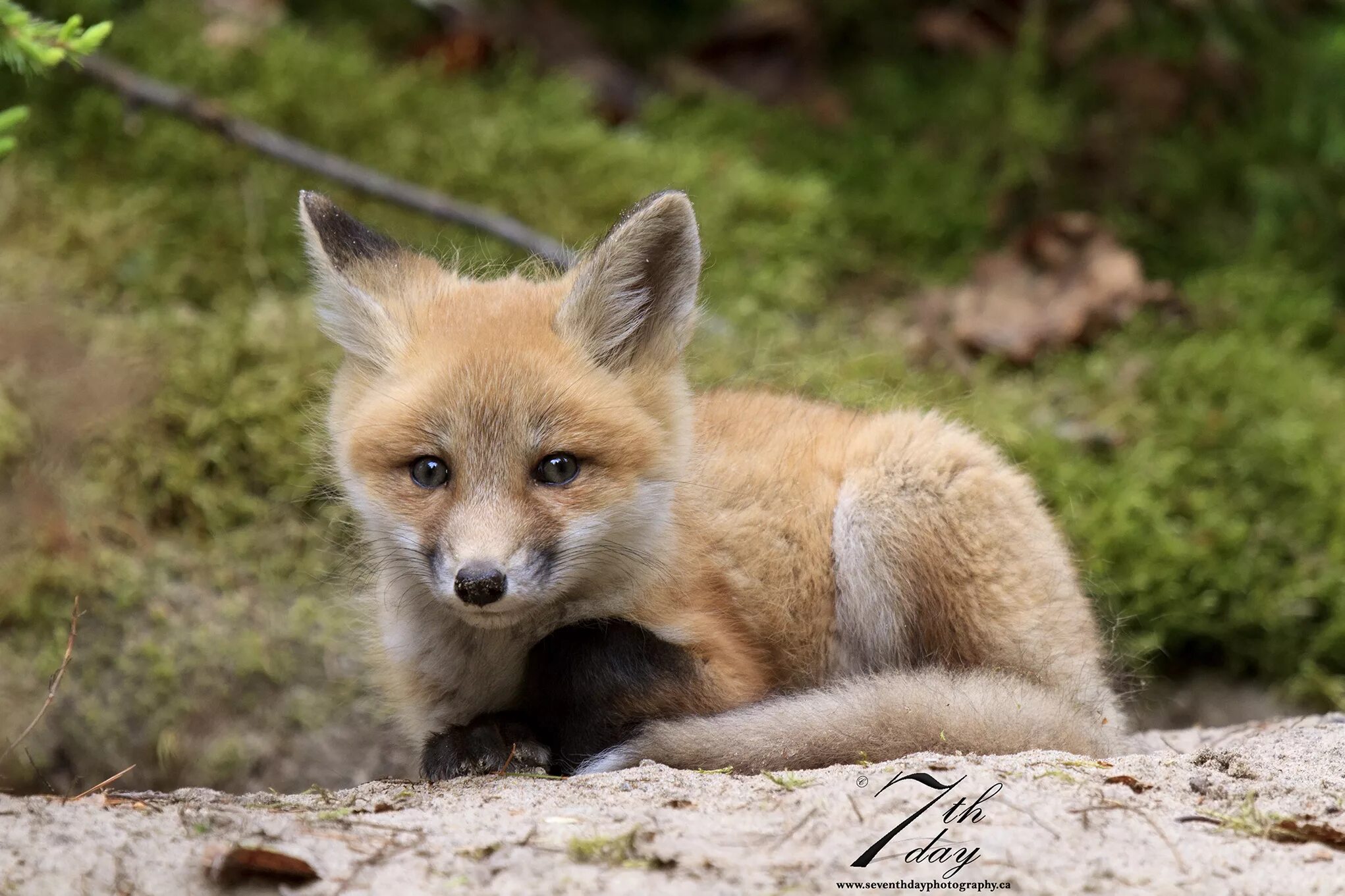 Kit fox. Древесная лисица. Серая лисица или древесная лисица. Калифорнийская лиса.