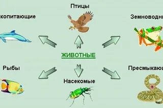 Сравнение млекопитающих птиц и пресмыкающихся. Сравнение млекопитающих птиц и пресмыкающихся