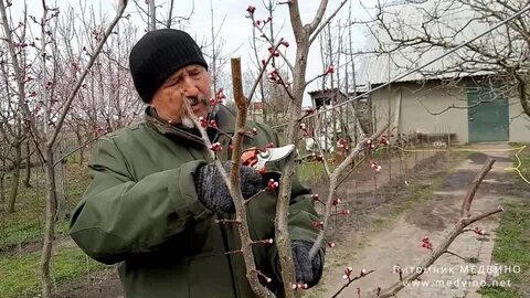Как пересадить вишню осенью на новое