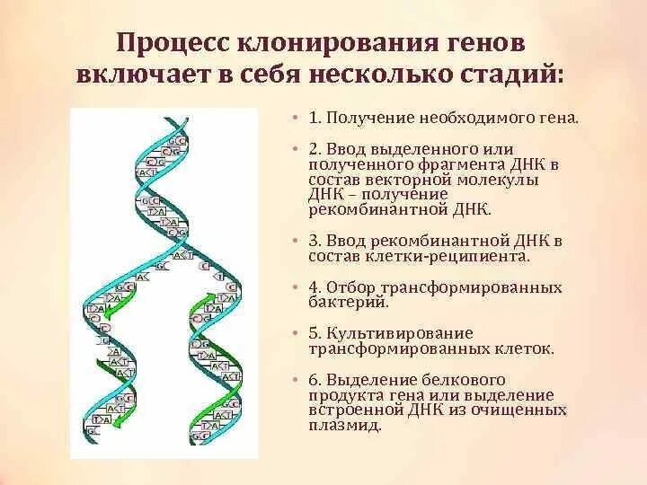 Ген это фрагмент молекулы. Клонирование ДНК. Этапы клонирования ДНК. Молекулярное клонирование генов. Этапы молекулярного клонирования.