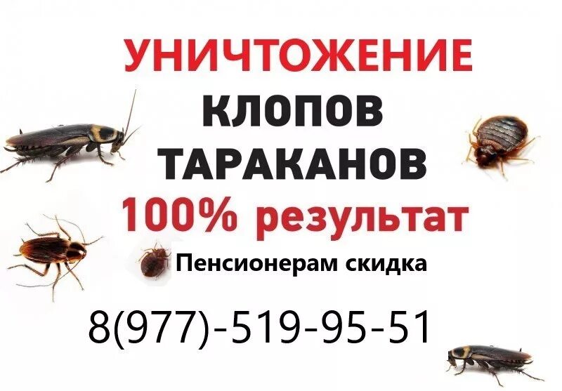 Обработка от тараканов в квартире спб. Уничтожение клопов и тараканов. Объявление уничтожение тараканов. Объявление уничтожение насекомых. Уничтожение клопов и тараканов объявление.