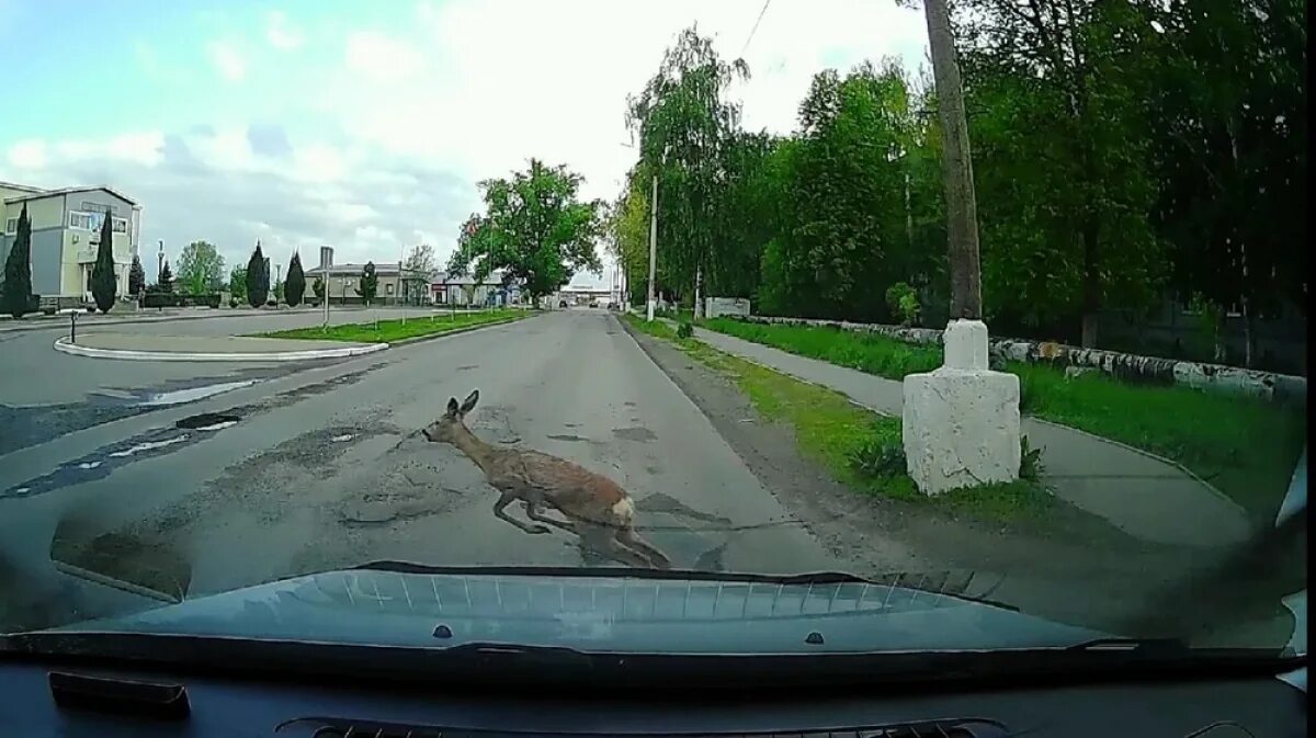 Борисоглебск микрорайоны. Подслушано борисоглебск. подслушано в борисоглебске воронежской области. подслушано борисоглебский. дикая коза перебирает дорогу перед машиной.