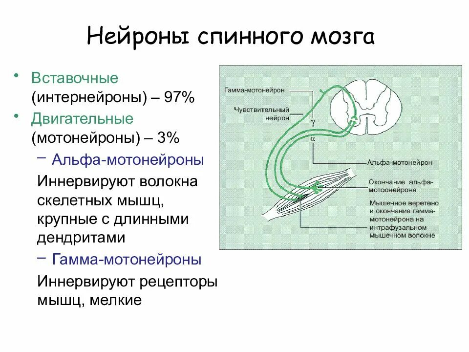 Чувствительный нейрон двигательный нейрон центр слюноотделения. Локализация двигательных и вставочных нейронов спинного мозга. Классификация нейронов спинного мозга. Какие органы иннервируют двигательные Нейроны спинного мозга. Вставочные интернейроны спинного мозга.