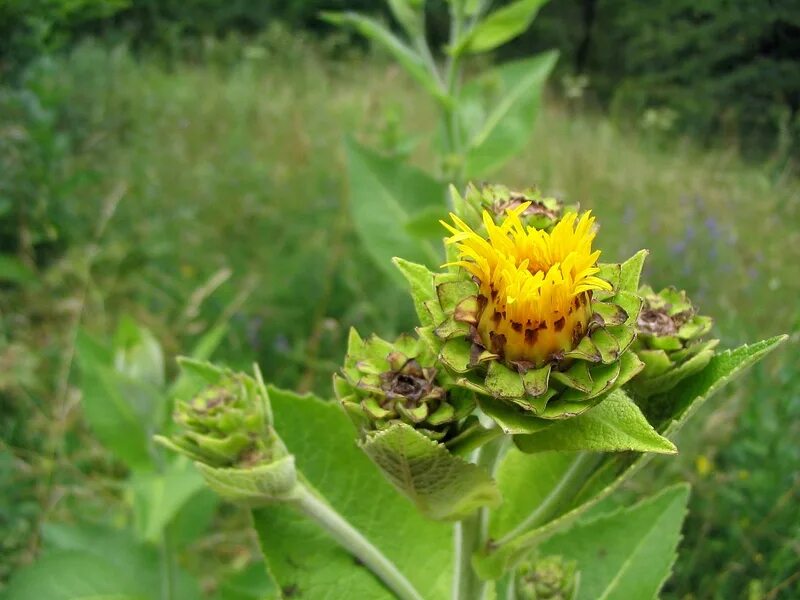 Девясил солодка. Inula helenium. девясил высокий. девясил британский. inula helenium сырье.