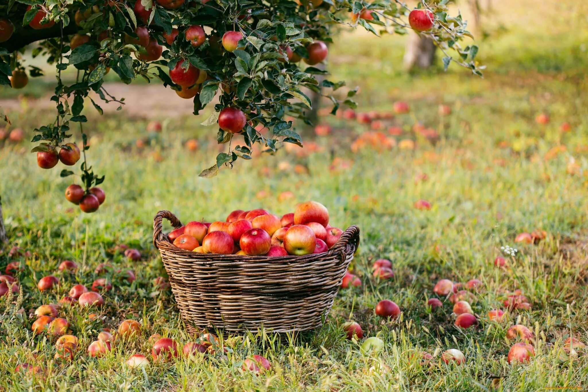 Яблоки под яблоней. Псков Яблоневый сад. Фруктовые деревья для сада. Яблоки в саду. Осенний сад.
