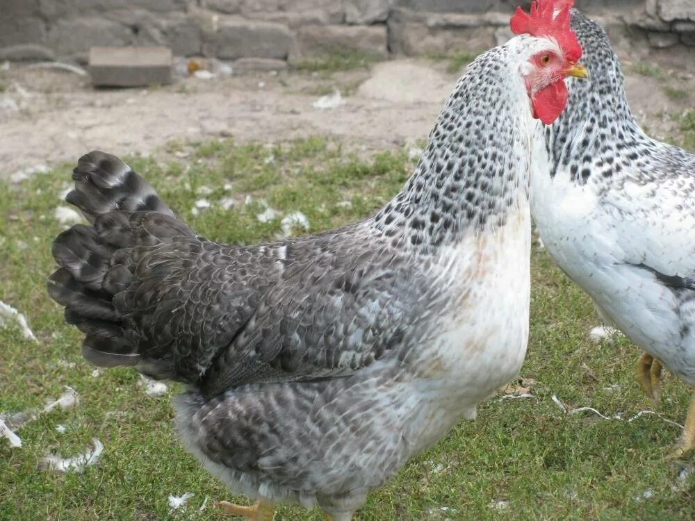 Куры барковская барвистая. Куры несушки борковская барвистая. Борковская барвистая петух. Леггорн борковская барвистая. Серебристый леггорн борковская барвистая.