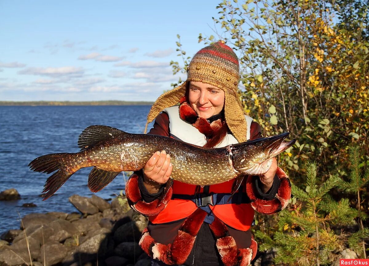 свежий улов бренд. русский улов. упаковка консервов. улов красноперки. сямозеро карелия рыбалка.