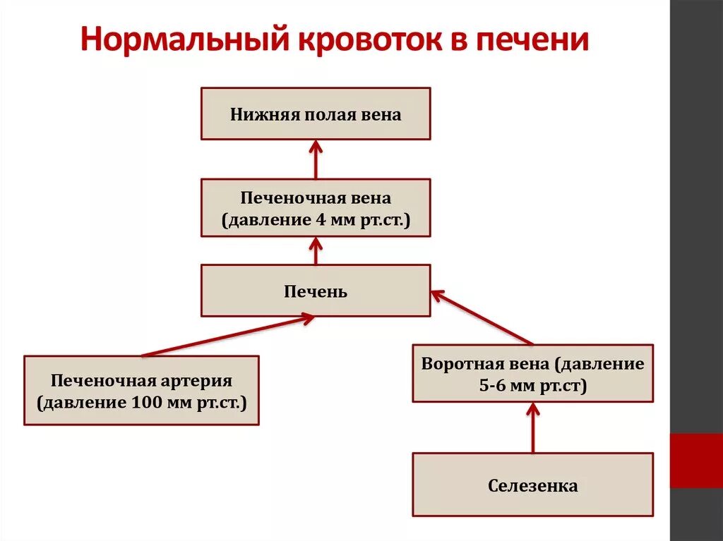 Нормальному кровообращению. Кровообращение печени. Гемодинамика печени. Нормальная гемодинамика. Кровоток в печени.