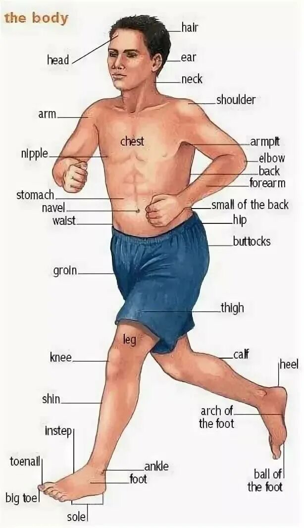 Части тела на английском картинка. Части тела на английском. Части тела человека на английском 2 класс. Как будет язык человека на английском. Наглядные пособия по английскому языку.
