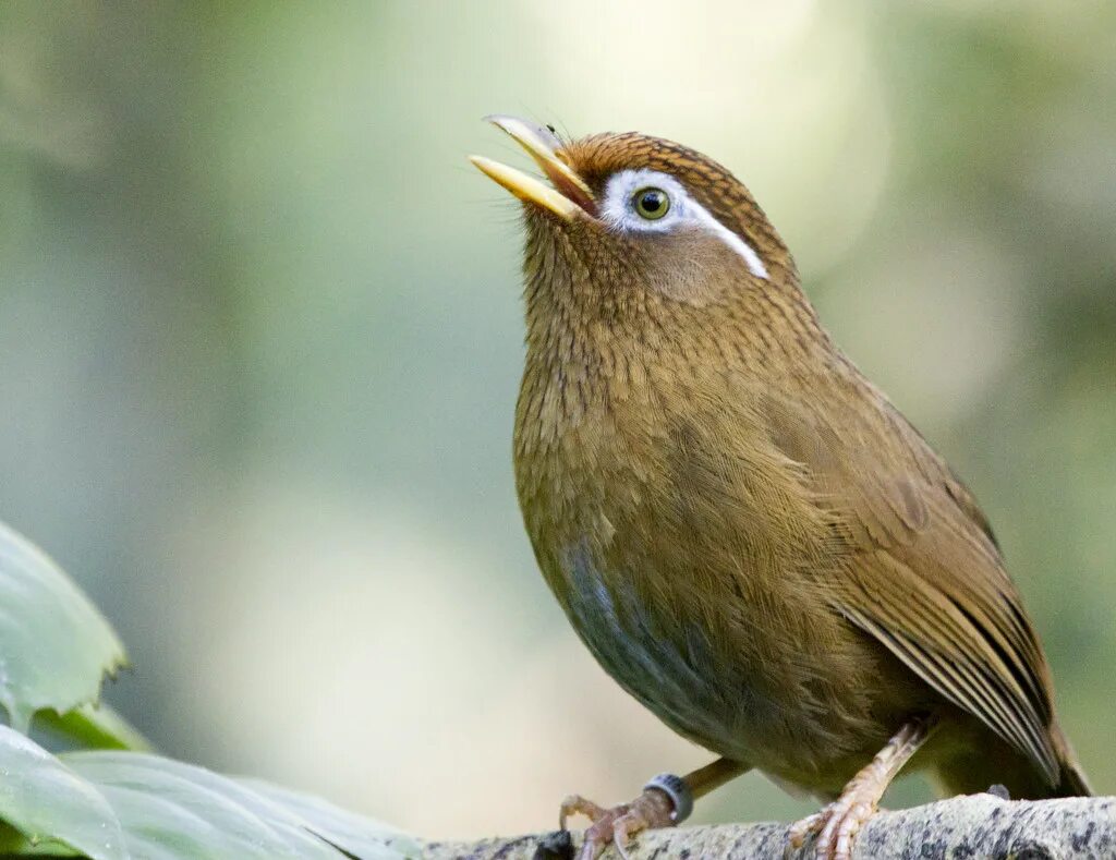 Brown bird