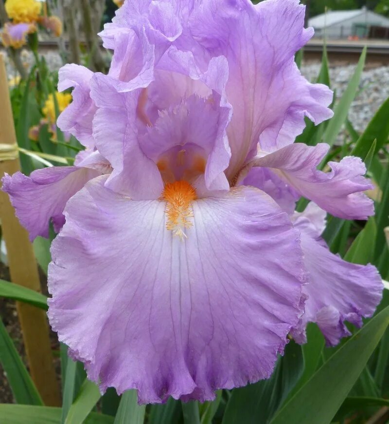 Iris 1 16 1