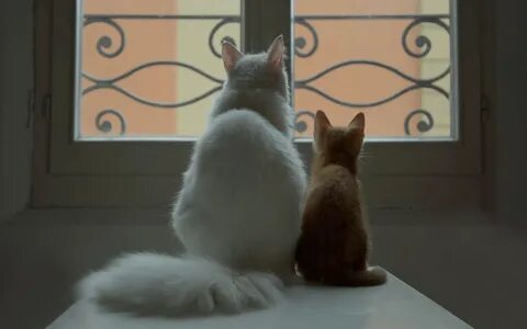Windows kitty