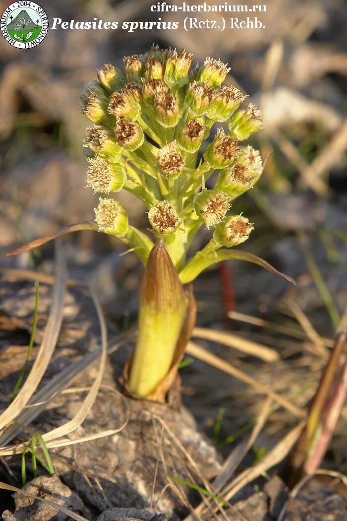 Белокопытник spurius. Белокопытник гладкий (Petasites radiatus). Белокопытник гибридный ГФ.