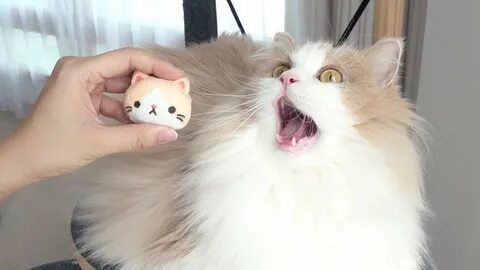 Кошка лала