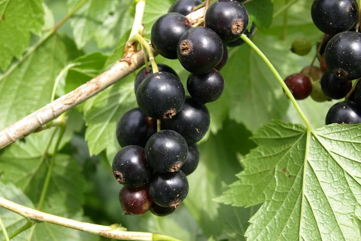 Смородина ribes. Смородина Голиаф. Смородина ribes nigrum. Смородина черная Голиаф.