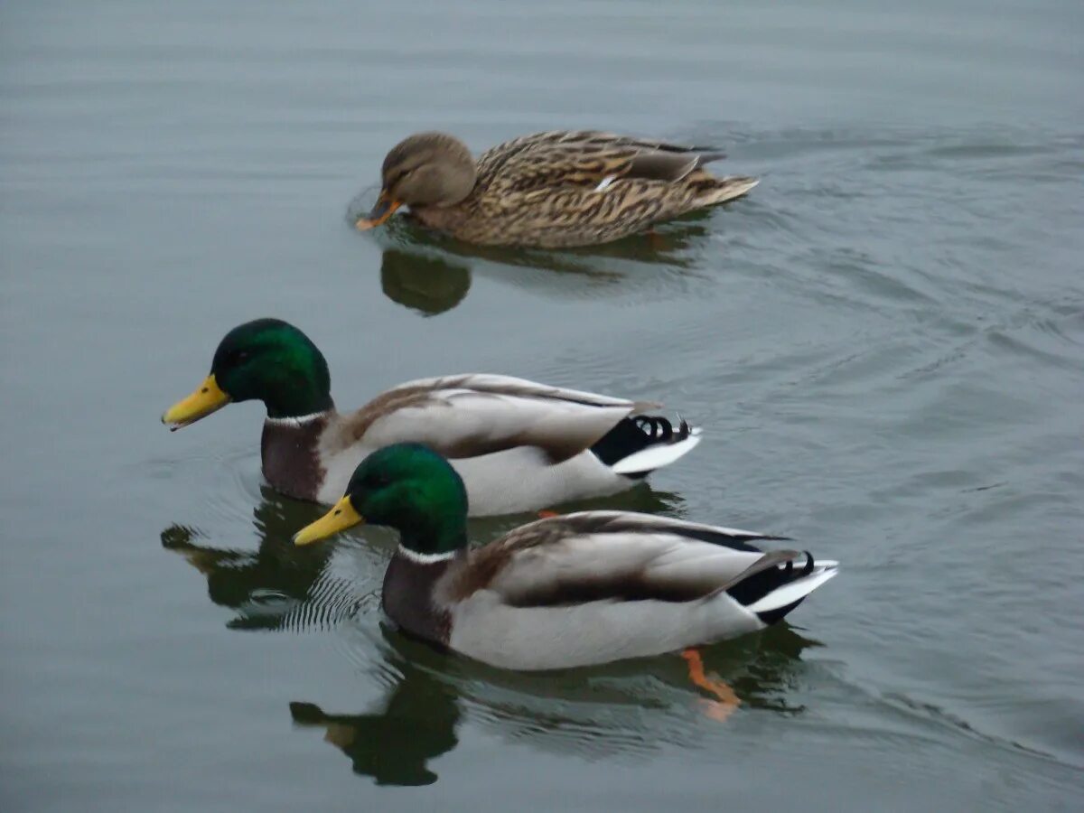 Climate shifting ducks' winter homes - BBC News