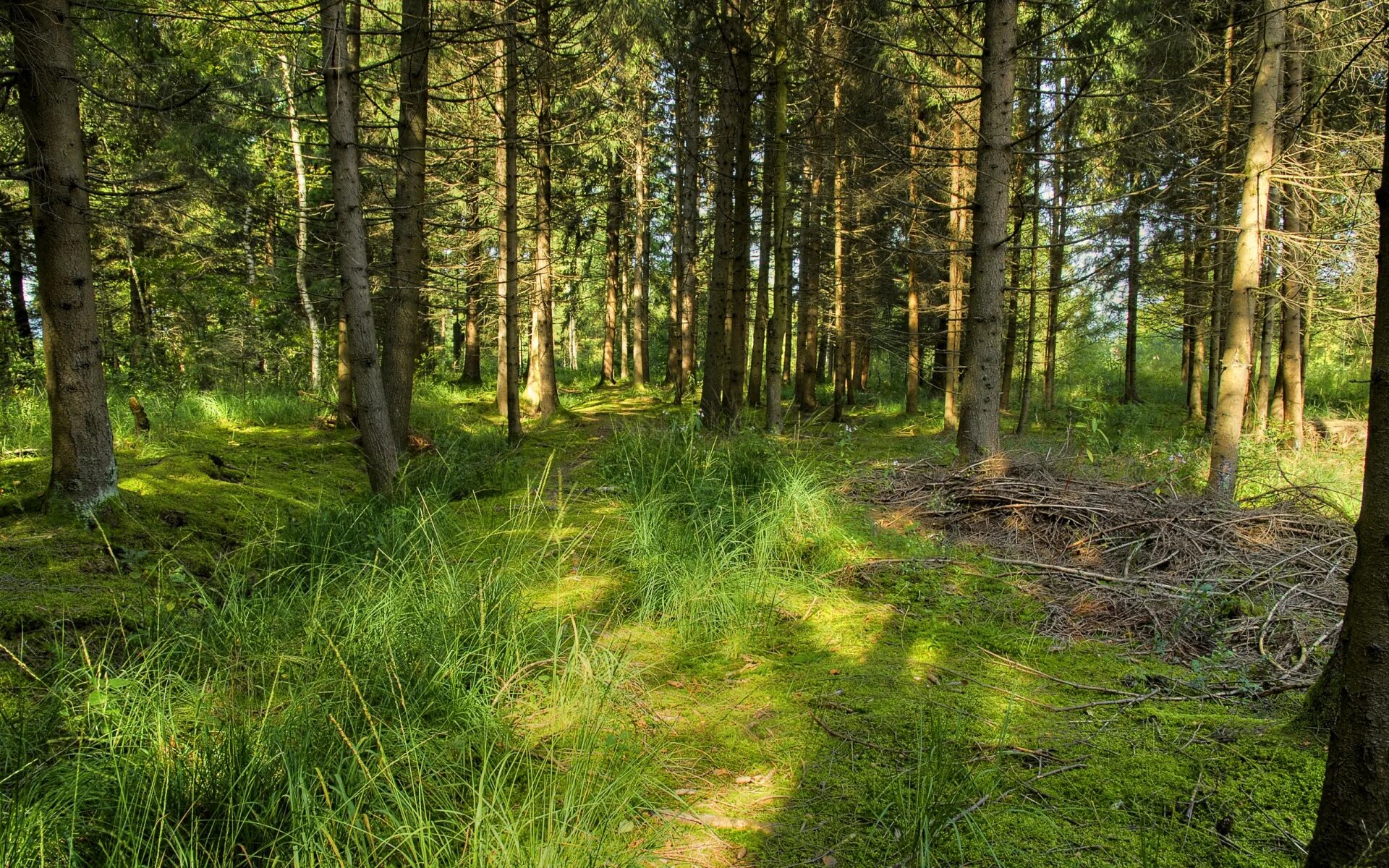Хвойный лес бор. Кунашир замшелый лес. Поляна в лесу. Трава чаща. Дремучий, замшелый лес….