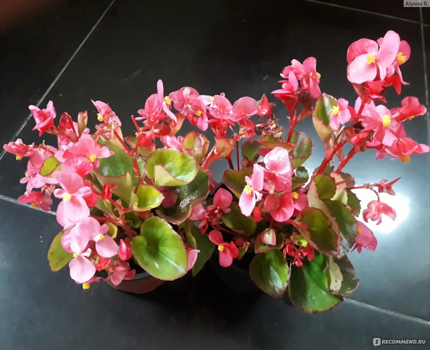 Бегония император красная. Бегония бада бинг роуз f1 комнатная. Бегония вечноцветущая бада бинг скарлет f1 комнатная. Бегония вечноцветущая бронзоволистная бада бум вайт. Бегония бада.