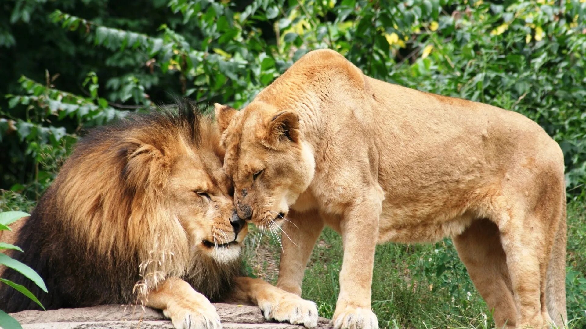 Лев и львица. Лев. Африканский Лев. Лев и львица любовь.