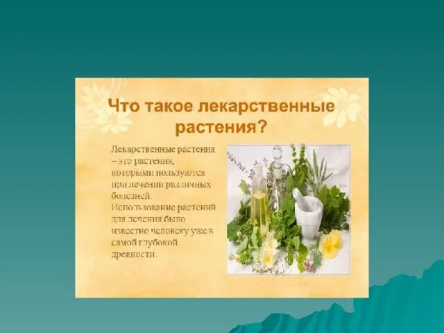 Проект лекарственные растения 10 класс В царстве лекарственных растений презентация для начальной школы