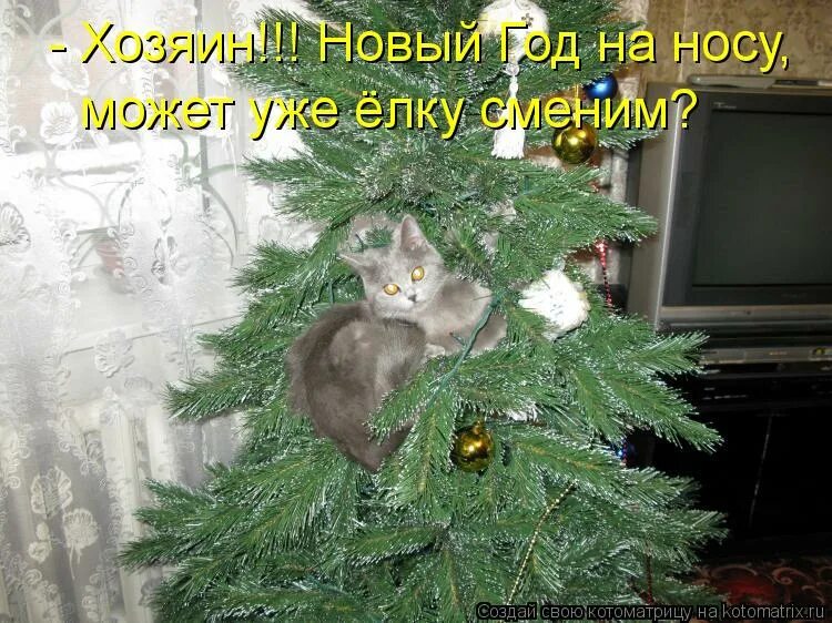 Новогодние елки и коты с надписями. Елка живая. Вокруг елочки пойдем. Шутки про ёлочку. Новогодняя елка карикатура.