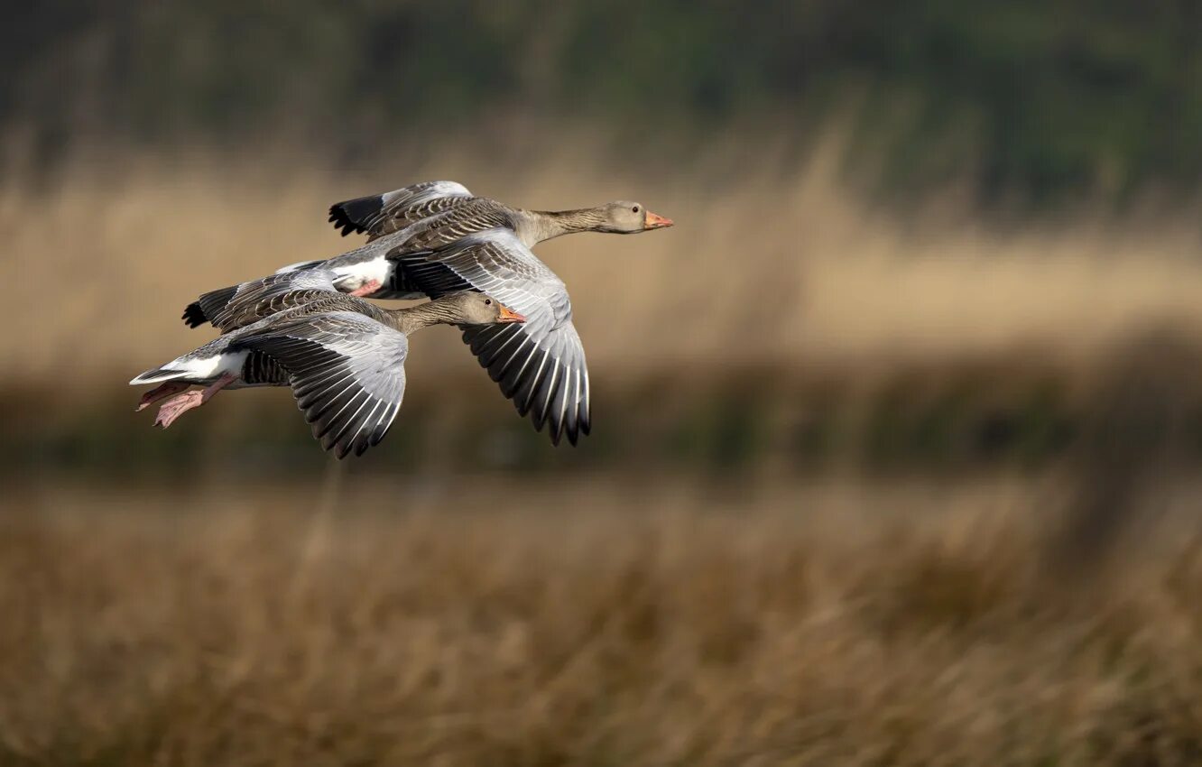 Пара гусей. Пара гусей. Гусь да гагарочка. Гуси парочка. Гуси парочка.