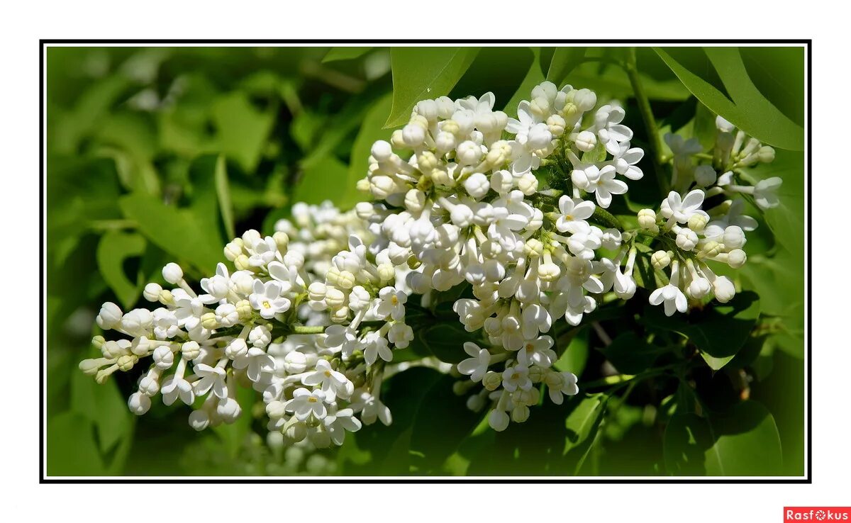 стихи про черемуху короткие и красивые. слова песни под окном черемуха колышется. сергей есенин черёмуха душистая. белая черемуха весны текст. белая черемуха весны текст.