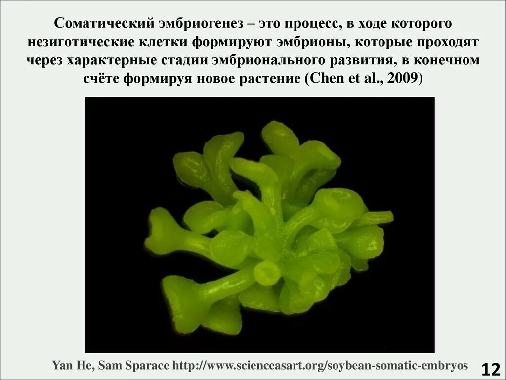 Морфогенез цветка. Соматические зародыши. Каллусная ткань in vitro. Соматический эмбриогенез в каллусной ткани. Соматические зародыши.