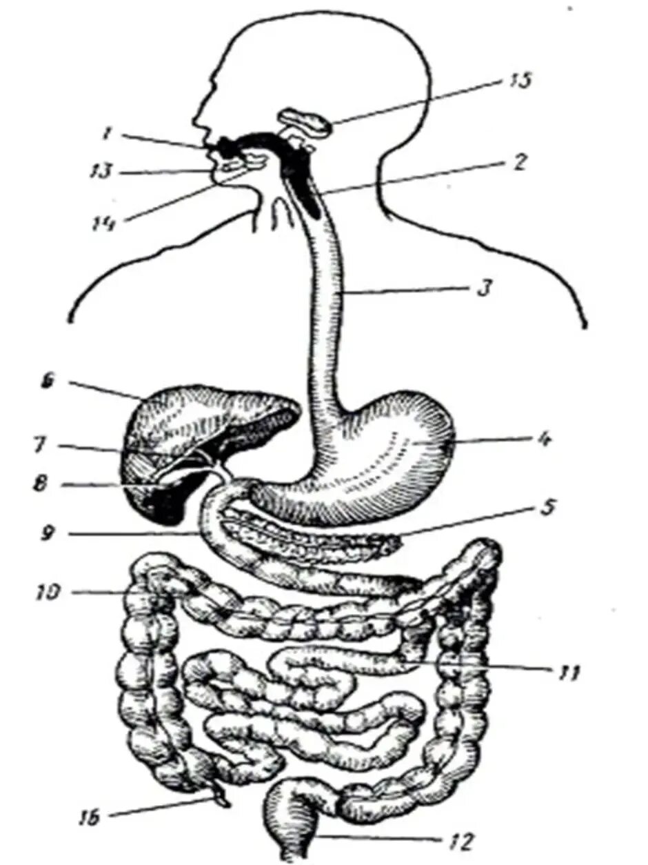 Двенадцатиперстная кишка глотка пищевод. Пищеварительная система человека схема. Система пищеварения схема. Строение пищеварительной системы человека схема. Схема строения органов пищеварения человека.