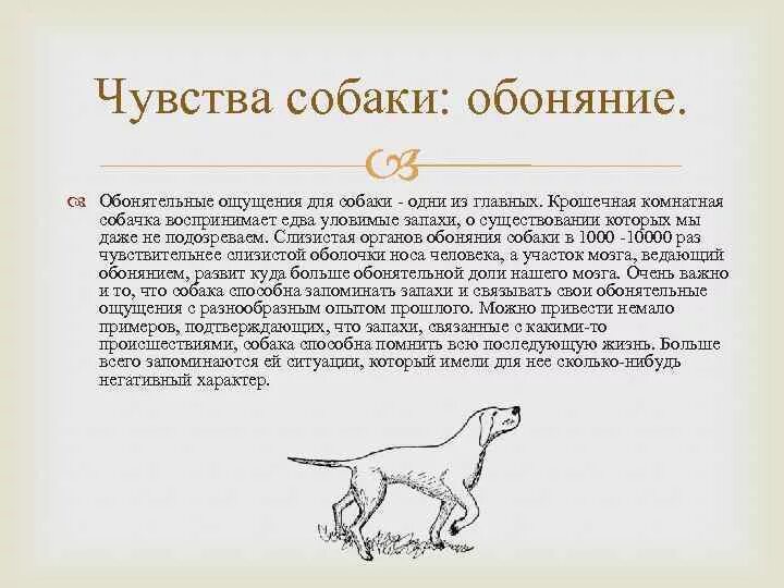 Почему собака пахнет псиной. Обоняние собаки. Орган обоняния собаки. Какие органы чувств есть у собак. Нюх собаки.