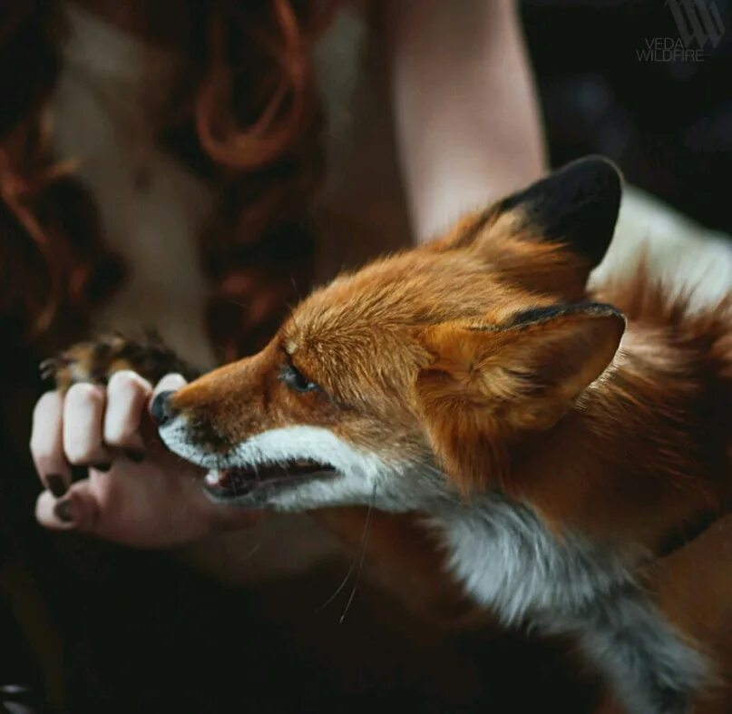Red foxes работа