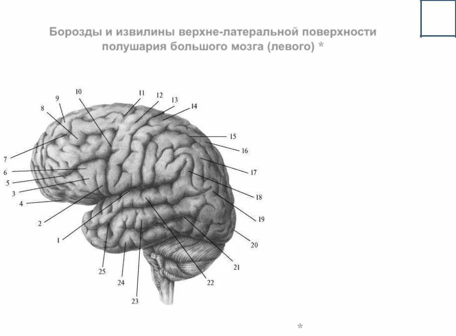 Извилины и борозды головного мозга схема. Схема левого полушария борозды извилины. Борозды ВЕРХНЕЛАТЕРАЛЬНОЙ поверхности мозга. Борозды ВЕРХНЕЛАТЕРАЛЬНОЙ поверхности конечного мозга. Поверхности коры больших полушарий