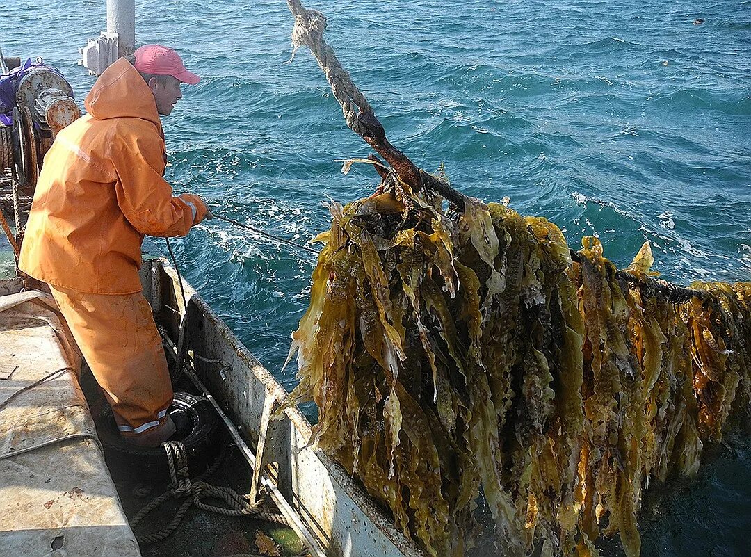 Как добывают морскую
