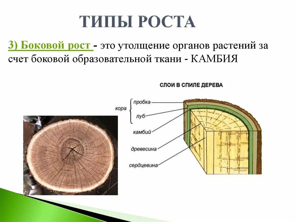 Камбий сосуды устьица древесинные волокна какое понятие. Типы роста растений 6 класс. Образовательная ткань растений камбий. Типы роста растений 6 класс биология. Биология 6 класс типы роста.