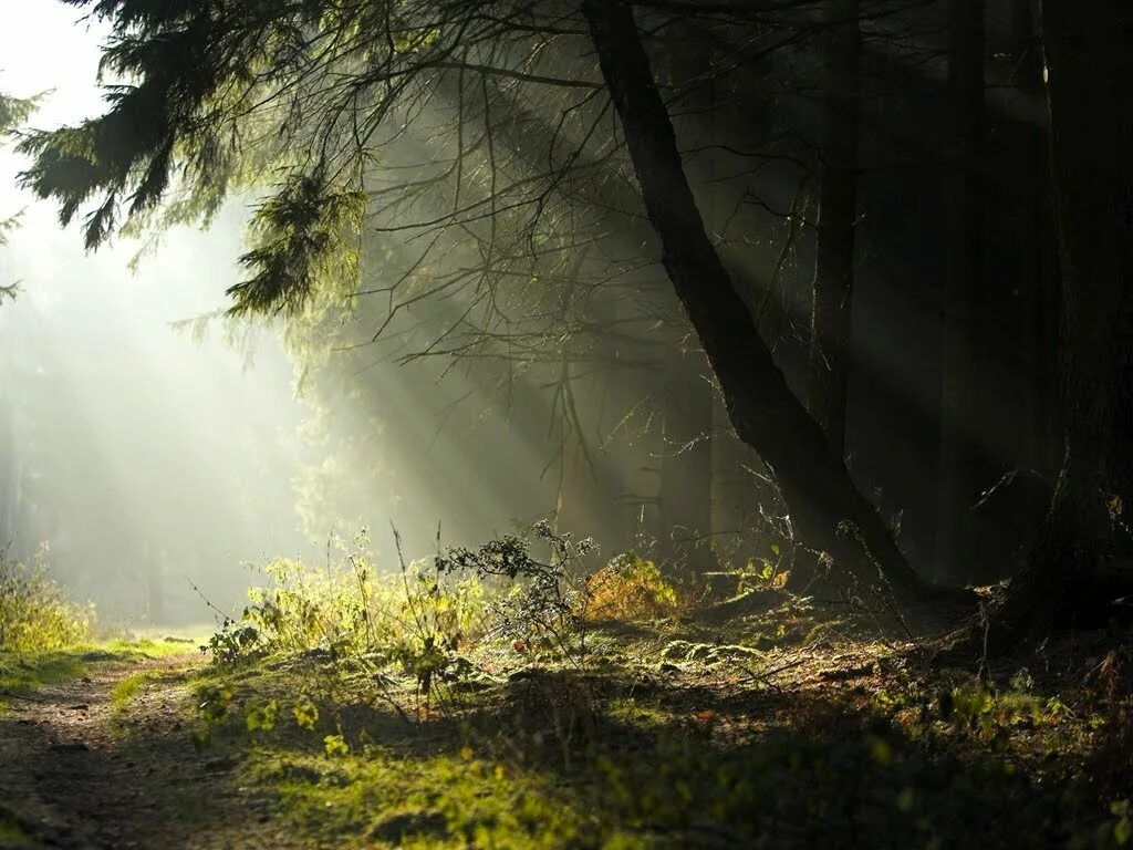 Зеленая дымка на деревьях. Сказочный туманный лес. Лесной пейзаж с солнцем. Фон лес естественный. Лес красивые фото в высоком качестве.