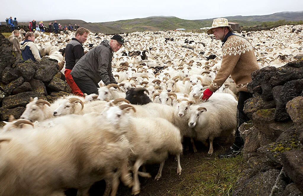 Мясошерстное овцеводство Исландии. Овцеводство в Исландии. Загон овец в Исландии. Исландия животноводство.