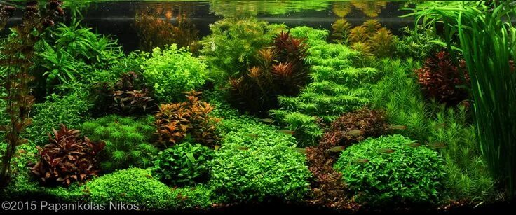 Фотографии дизайна аквариумов. - Страница 83 - GreenForum