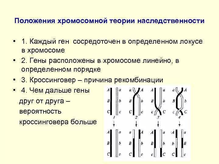 Положениями хромосомной теории наследственности является. Гены в хромосоме расположены линейно. Гены в хромосомах располагаются. Положения хромосомной теории. Основные положения хромосомной теории наследственности.