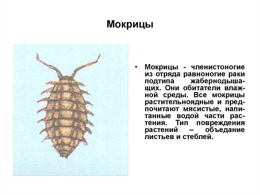 Какую среду обитания освоила мокрица впр. Строение мокрицы схема. Равноногие ракообразные представители. Мокрица среда обитания ВПР. Мокрица среда обитания.