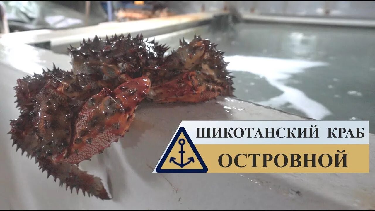 Островной краб. Шикотан рыбокомбинат островной. краб колючий дальневосточный. краб и морской еж.